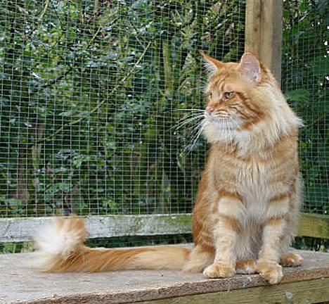Maine Coon CountryCat`s Jason billede 3