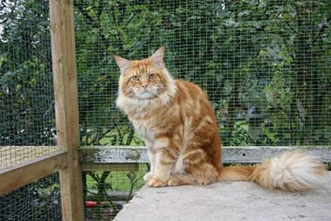 Maine Coon CountryCat`s Jason billede 4