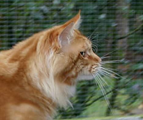 Maine Coon CountryCat`s Jason billede 5