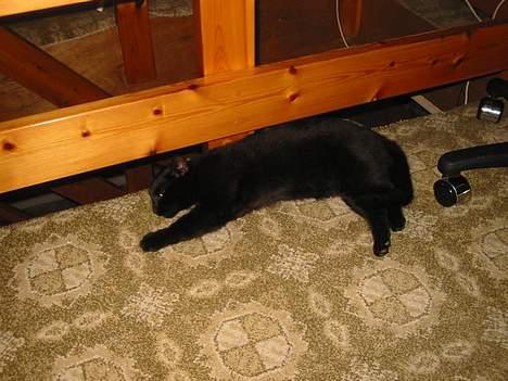 Blanding af racer Brutalis (Bortløbet) - Er der nogen der vil lege?? billede 2