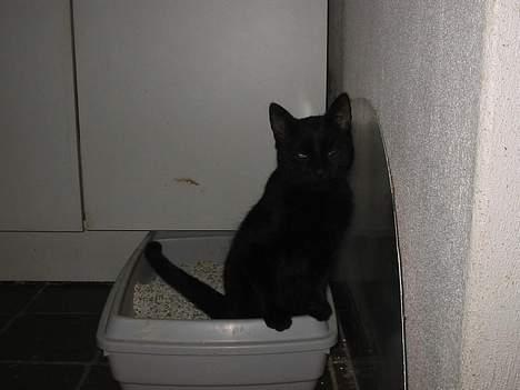 Blanding af racer Brutalis (Bortløbet) - Hallo, når man ska så ska man!!;) billede 3