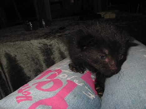 Blanding af racer Brutalis (Bortløbet) - Der er jeg ikke særlig gammel!! billede 4