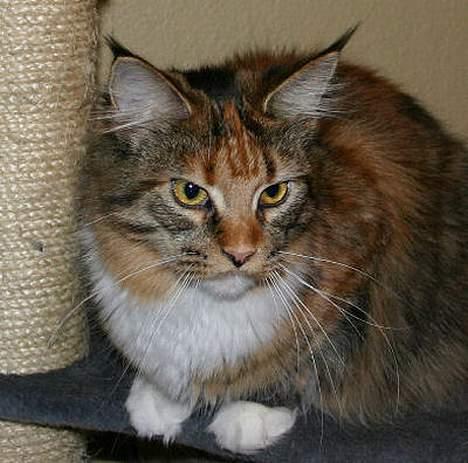 Maine Coon Boromir Madonna billede 1