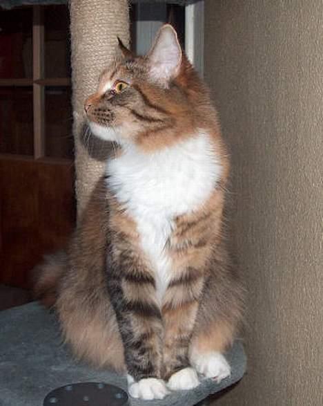 Maine Coon Boromir Madonna billede 2