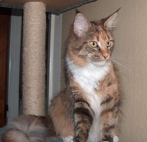 Maine Coon Boromir Madonna billede 3