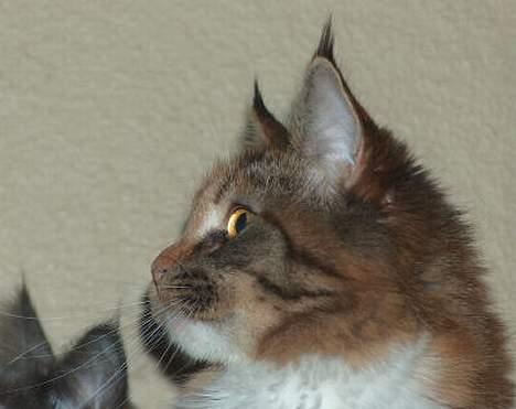 Maine Coon Boromir Madonna billede 4