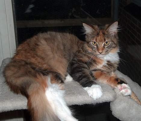 Maine Coon Boromir Madonna billede 5