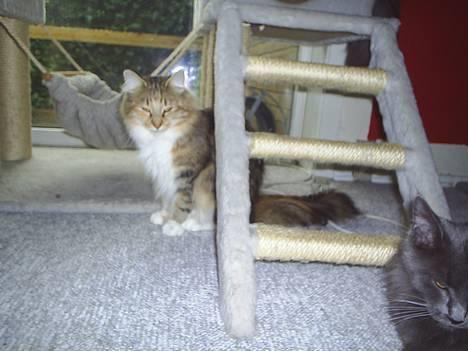 Norsk Skovkat Wegiewood`s Bolette billede 1