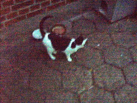 Blanding af racer KisserJebadiaSpringfield† - juli 2005 billede 14