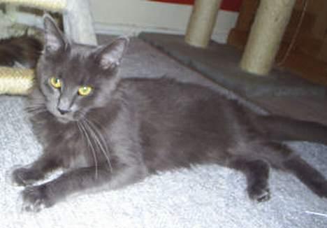 Maine Coon Wulff`s Amanda billede 1