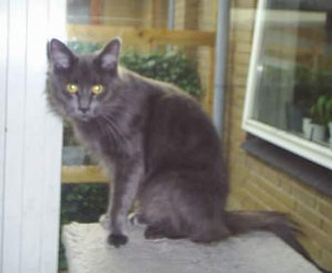 Maine Coon Wulff`s Amanda billede 2