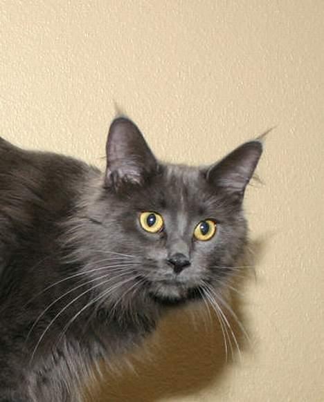 Maine Coon Wulff`s Amanda billede 4