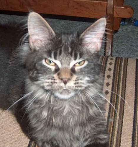 Maine Coon Langstteich`s O`Usanto billede 1