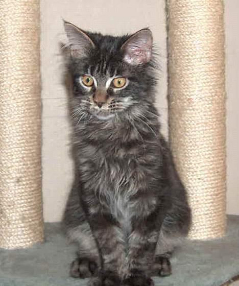 Maine Coon Langstteich`s O`Usanto billede 2