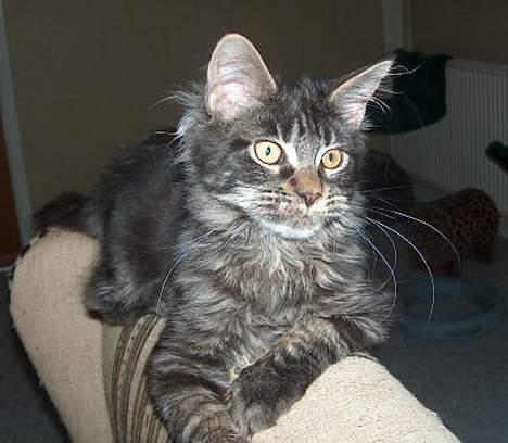 Maine Coon Langstteich`s O`Usanto billede 3
