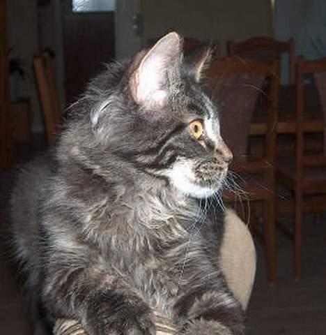 Maine Coon Langstteich`s O`Usanto billede 4