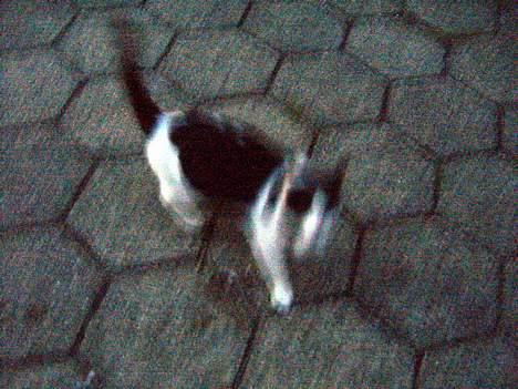 Blanding af racer KisserJebadiaSpringfield† - juli 2005 billede 15