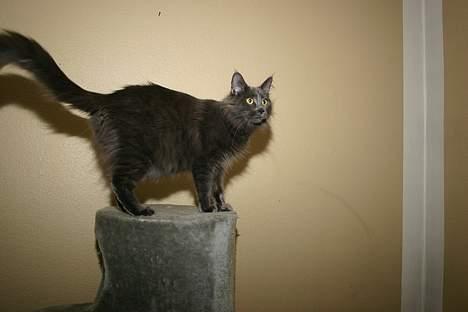 Maine Coon Wulff`s Amanda billede 5