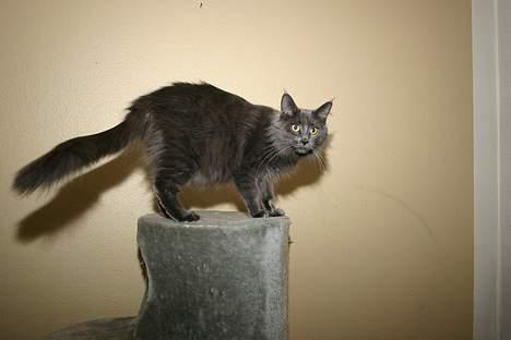 Maine Coon Wulff`s Amanda billede 6