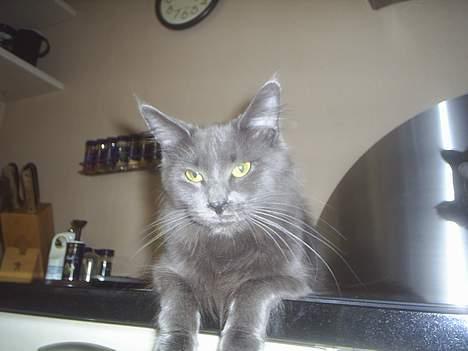 Maine Coon Wulff`s Amanda billede 7