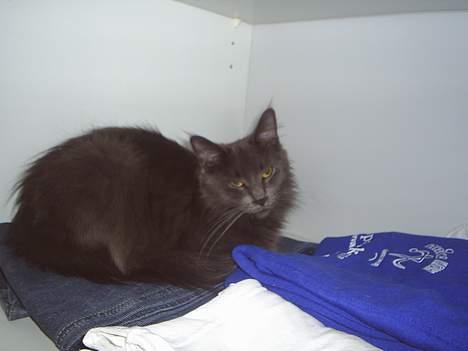 Maine Coon Wulff`s Amanda billede 8