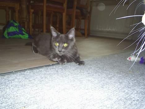 Maine Coon Wulff`s Amanda billede 9