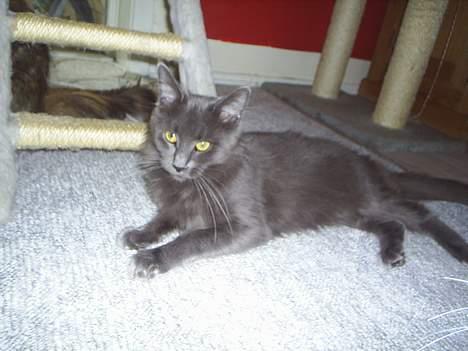 Maine Coon Wulff`s Amanda billede 10