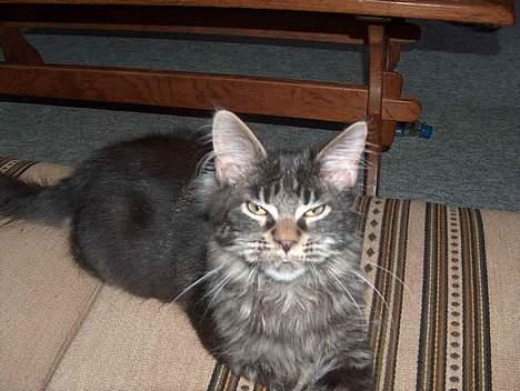 Maine Coon Langstteich`s O`Usanto billede 5