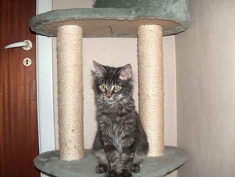 Maine Coon Langstteich`s O`Usanto billede 6