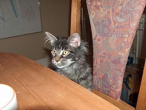 Maine Coon Langstteich`s O`Usanto billede 8