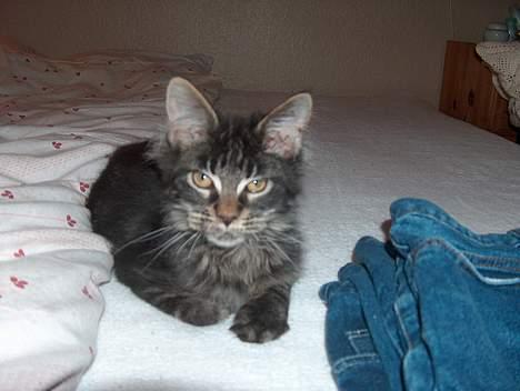 Maine Coon Langstteich`s O`Usanto billede 9