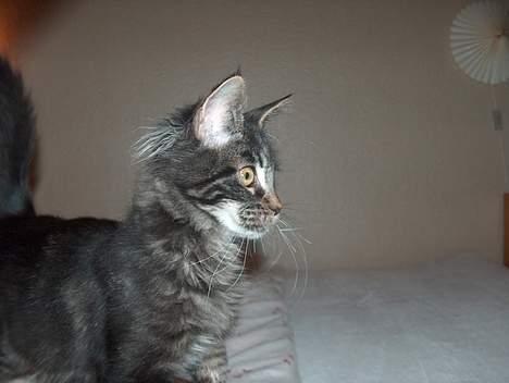 Maine Coon Langstteich`s O`Usanto billede 10