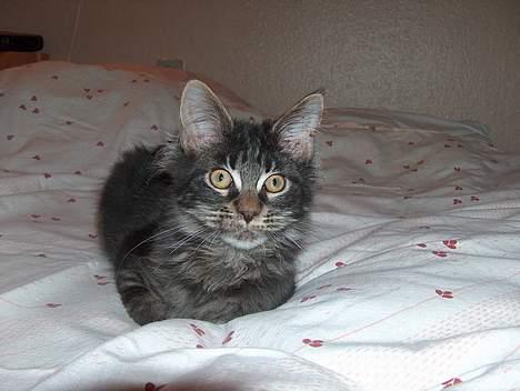 Maine Coon Langstteich`s O`Usanto billede 11