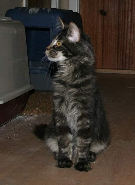 Maine Coon Langstteich`s O`Usanto billede 12