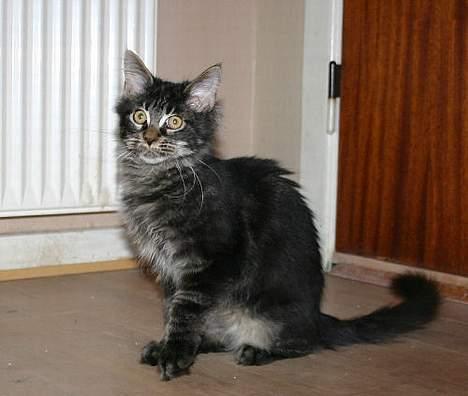 Maine Coon Langstteich`s O`Usanto billede 13