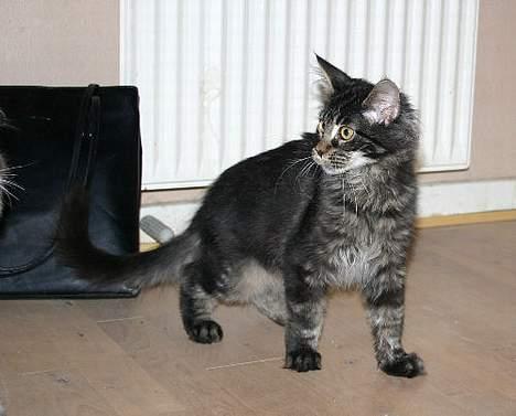 Maine Coon Langstteich`s O`Usanto billede 14