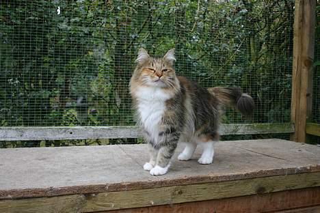 Norsk Skovkat Wegiewood`s Bolette billede 2