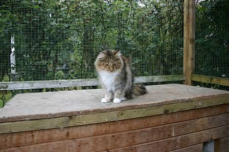 Norsk Skovkat Wegiewood`s Bolette billede 3