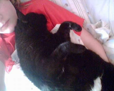 Blanding af racer Emma <3 *R.I.P.* - Emma er altså bare doven nogen gange! hun lå ovenpå mig, og så prøvede jeg at skubbe hende, for hun skulle ikke ligge der.. ligemeget hvad jeg gjorde rokkede hun sig ikke. så tog jeg hende og lagde hende på ryggen på min mave, og hun sov bare videre! billede 20