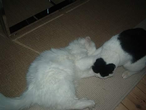 Blanding af racer Bowie - Så giver Bowie lige Snowflake bank. billede 6