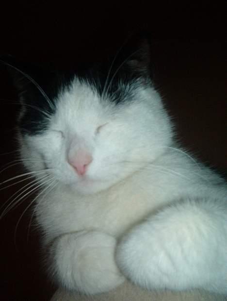 Blanding af racer Bowie - ELSKER AT SLAPPE AF. billede 7