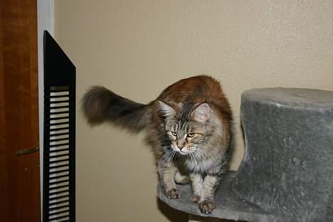 Maine Coon Ojo`s Shakira billede 1