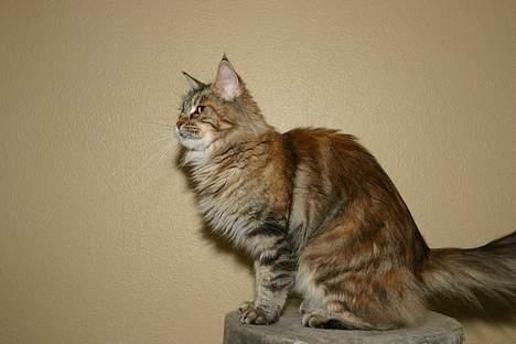 Maine Coon Ojo`s Shakira billede 2