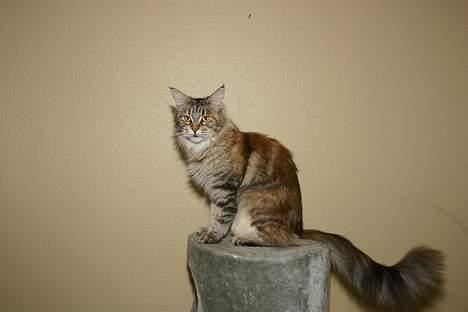 Maine Coon Ojo`s Shakira billede 3