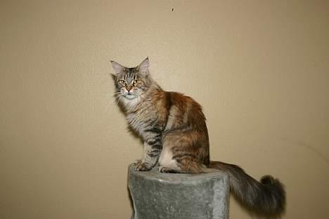 Maine Coon Ojo`s Shakira billede 4