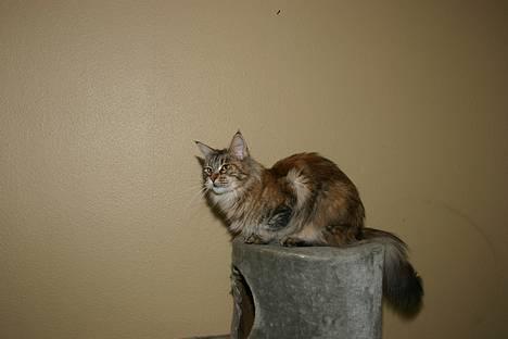 Maine Coon Ojo`s Shakira billede 5