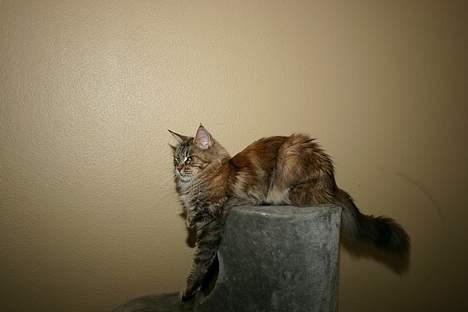 Maine Coon Ojo`s Shakira billede 6