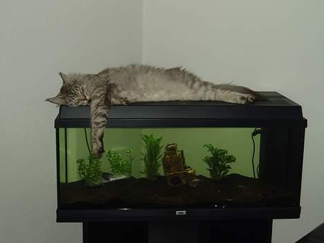 Maine Coon DK Wildenrath's Aske RIP billede 13