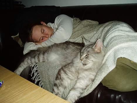 Maine Coon DK Wildenrath's Aske RIP - Det er min mor det her. billede 14