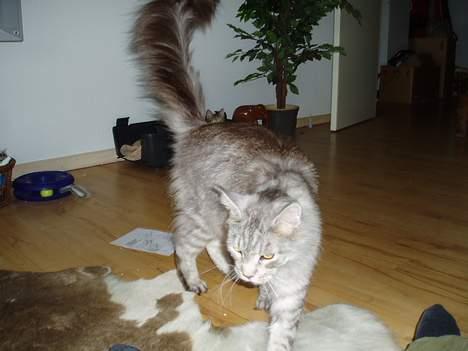 Maine Coon DK Wildenrath's Aske RIP billede 15